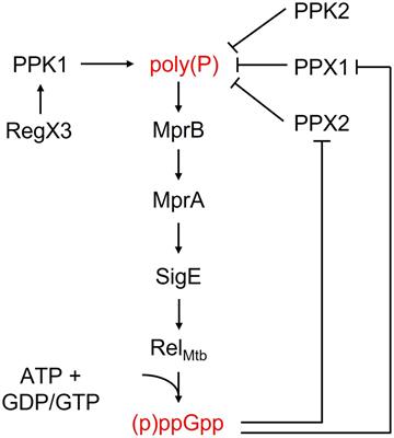 Targeting the Mycobacterium tuberculosis Stringent Response as a Strategy for Shortening Tuberculosis Treatment